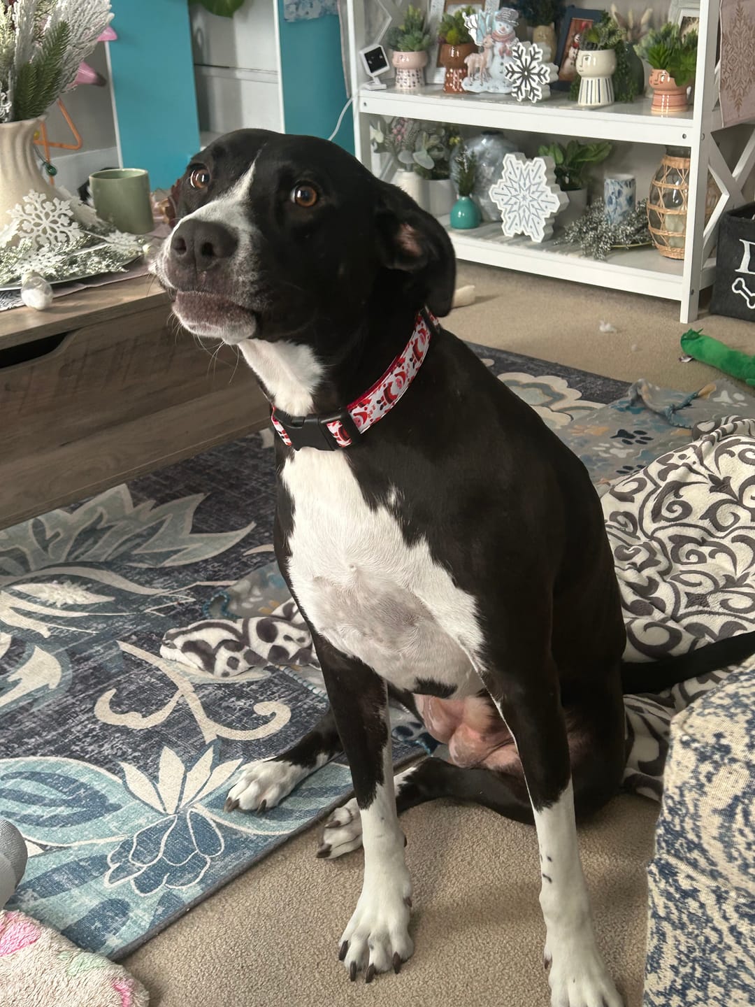 Customer photo review of Stick a Day Dogs | Chicken Flavor | Specially Formulated 7-in-1 Functions Daily Real Meat Snacks for Dogs | Healthy Tasty Treat & Pet Vitamins & Supplements Combination (Pack of 28 Sticks)