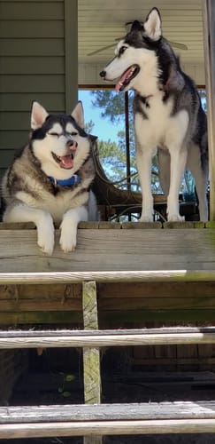 Customer photo review of Iron Paws Premium Dog Supplement