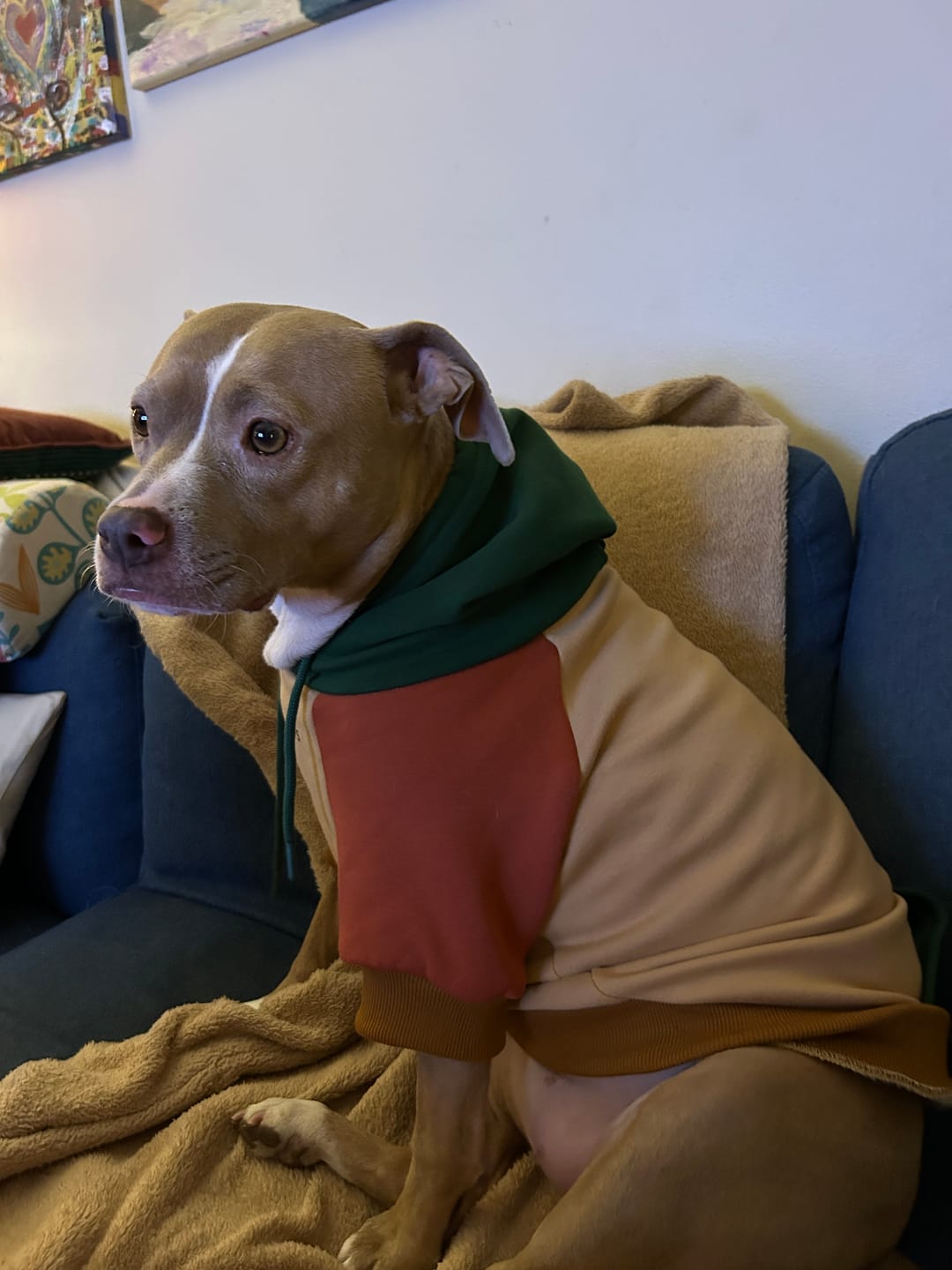 Customer photo review of Ranger Dog Hoodie