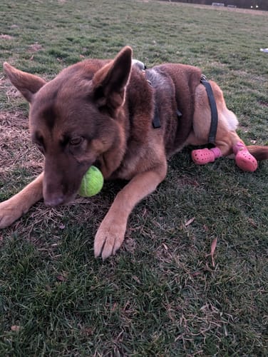 Customer photo review of WagWellies® Mojave