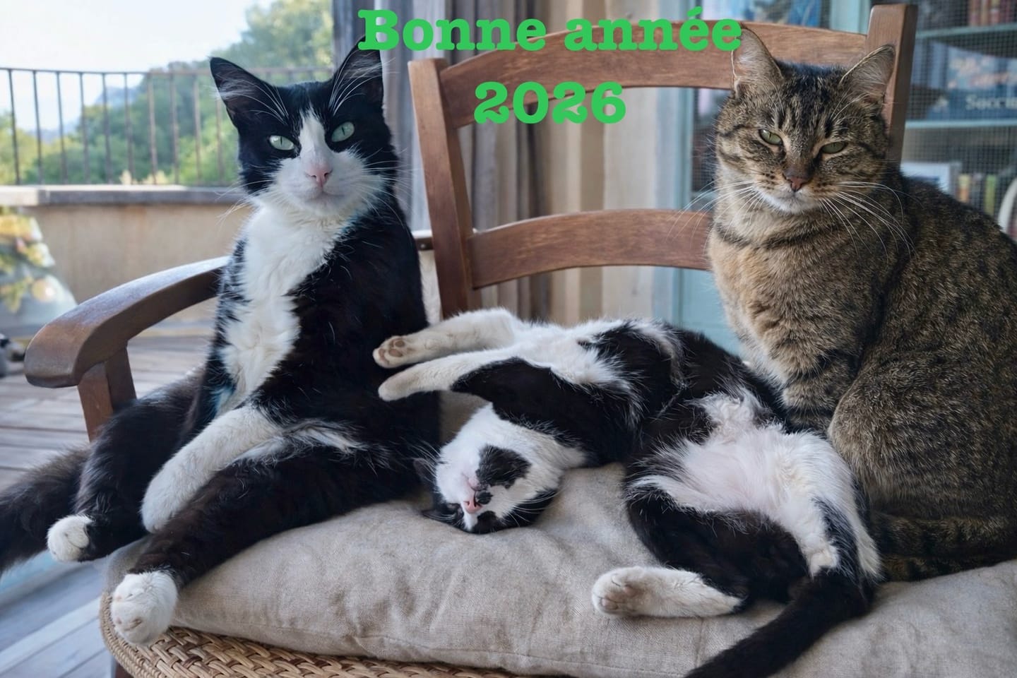 Customer photo review of Multipack d'effilés (Chat stérilisé et Chat adulte)