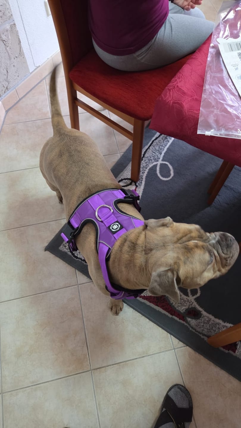 Customer photo review of Comfort Premium Harness | Non Restrictive - Purple
