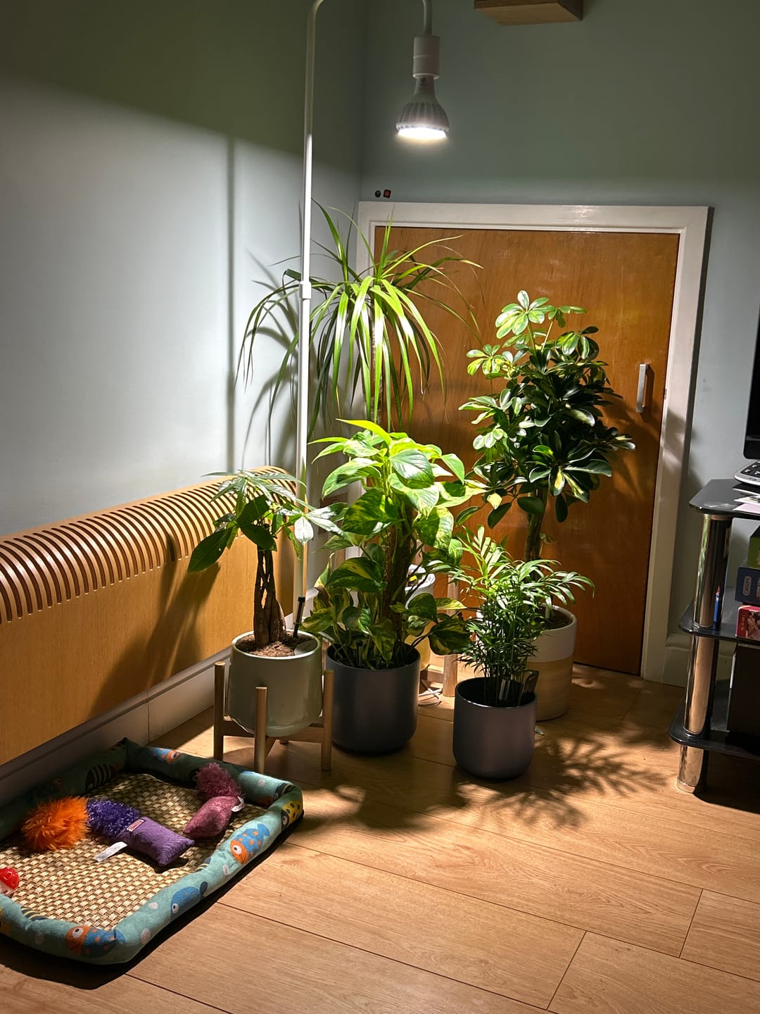 Customer photo review of Pianta Grow Light and Adjustable Floor Lamp Bundle