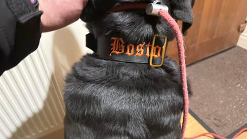 Customer photo review of 5cm Lighter Combat® Collar | With Handle Secure Clip - Black x Yellow