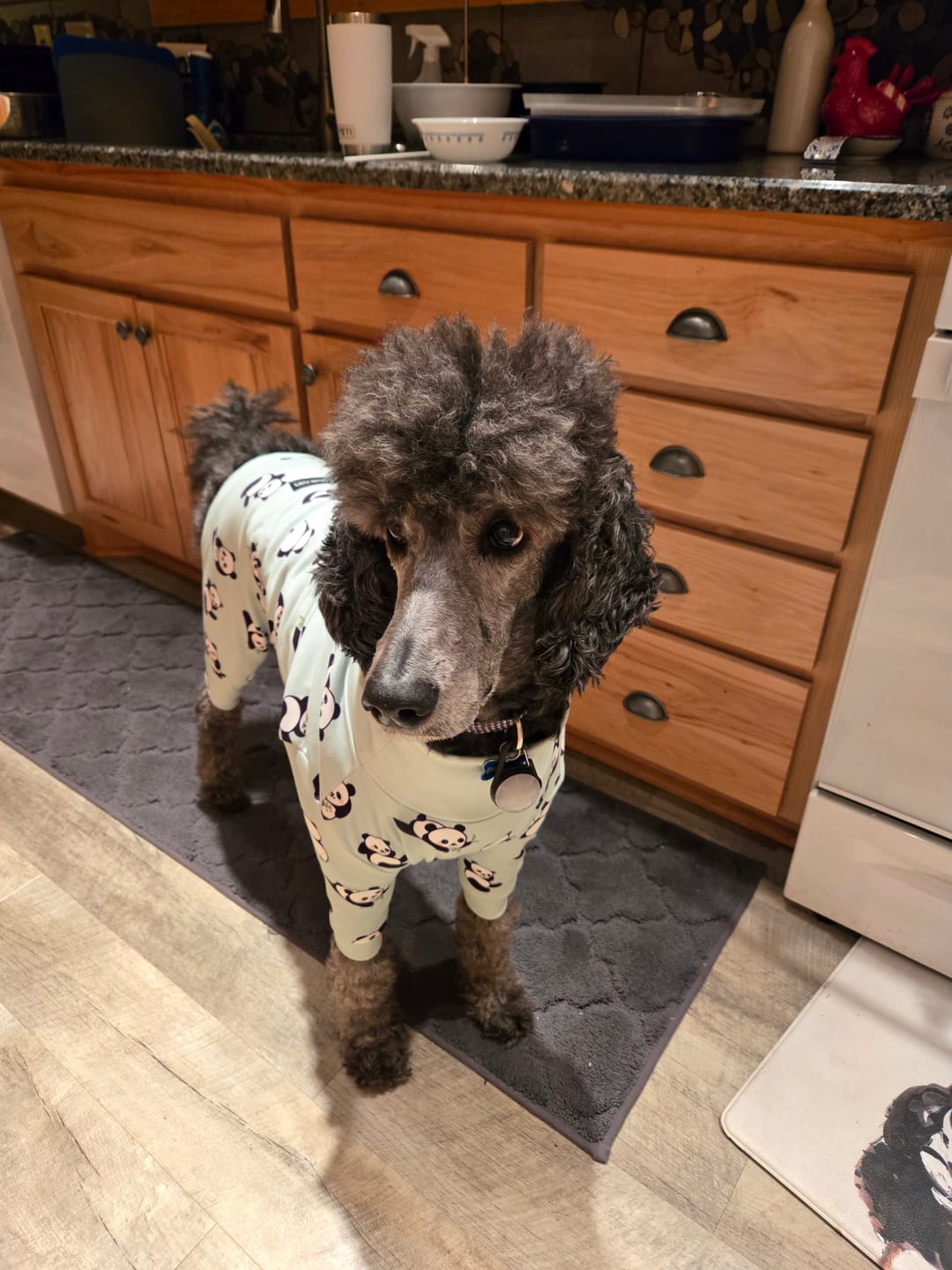 Customer photo review of Dog Pajama - Panda