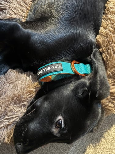 A customer's black dog resting on a fluffy bed wearing the turquoise and orange Lighter Combat® Collar.