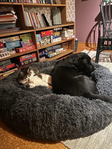 Customer photo review of CalmBed - Pälsfritt Överdrag