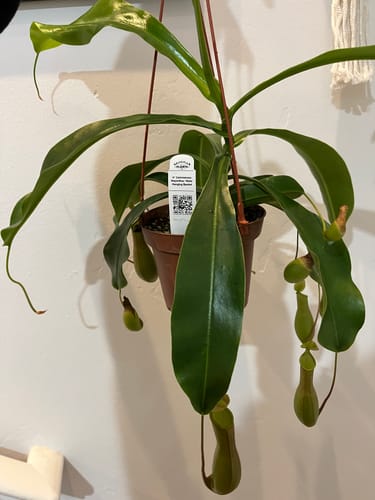 Customer's Carnivorous Nepenthes 'Alata' plant in a hanging pot, looking full and healthy with many pitchers.