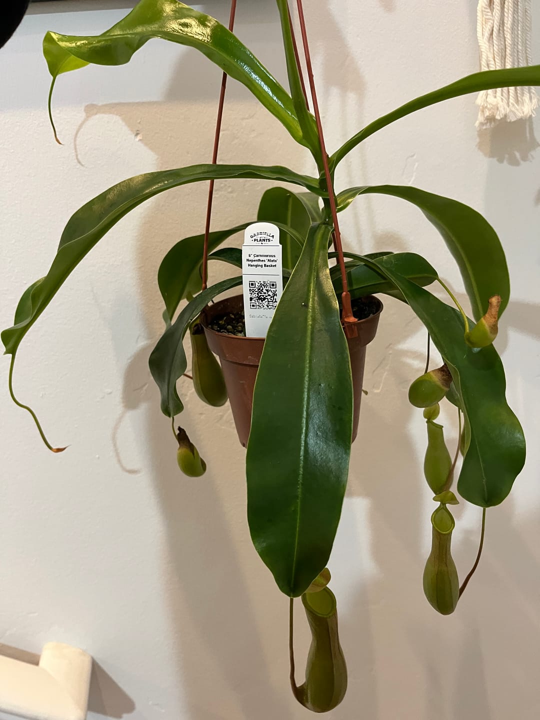 Customer photo review of Carnivorous Nepenthes 'Alata'