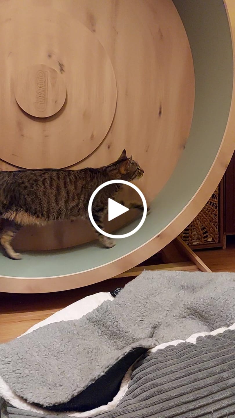 Customer video review of Elmato Katzenlaufrad Rocky Standmodell