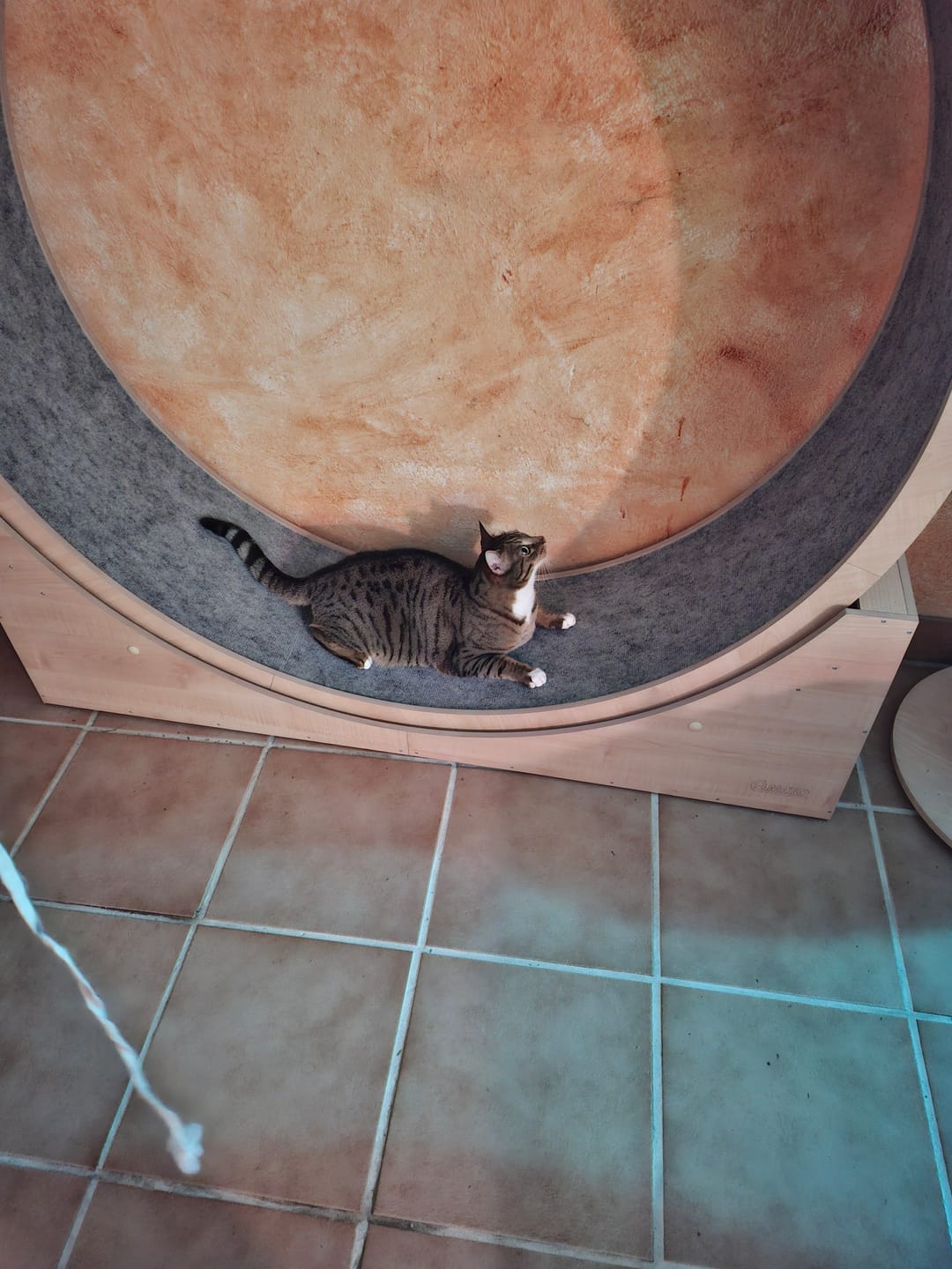 Customer photo review of Elmato Katzenlaufrad Simba