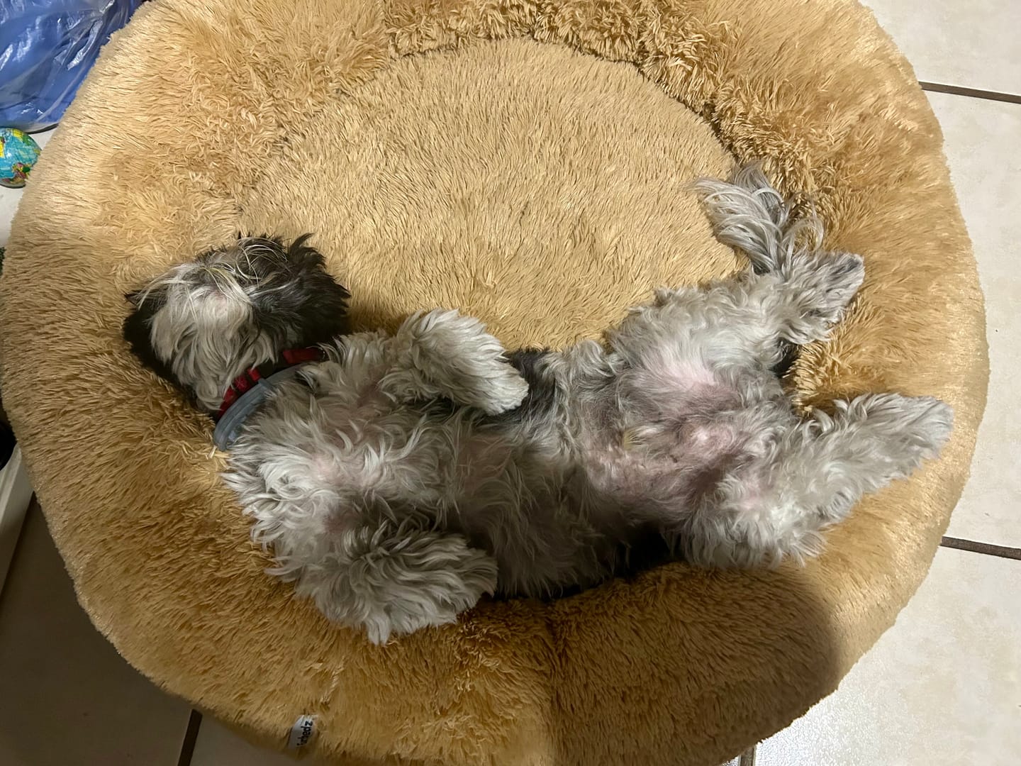 Customer photo review of Funda Original para Cama Antiestrés para Perros