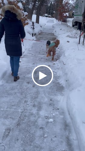 Customer video review of WagWellies® by wagwear