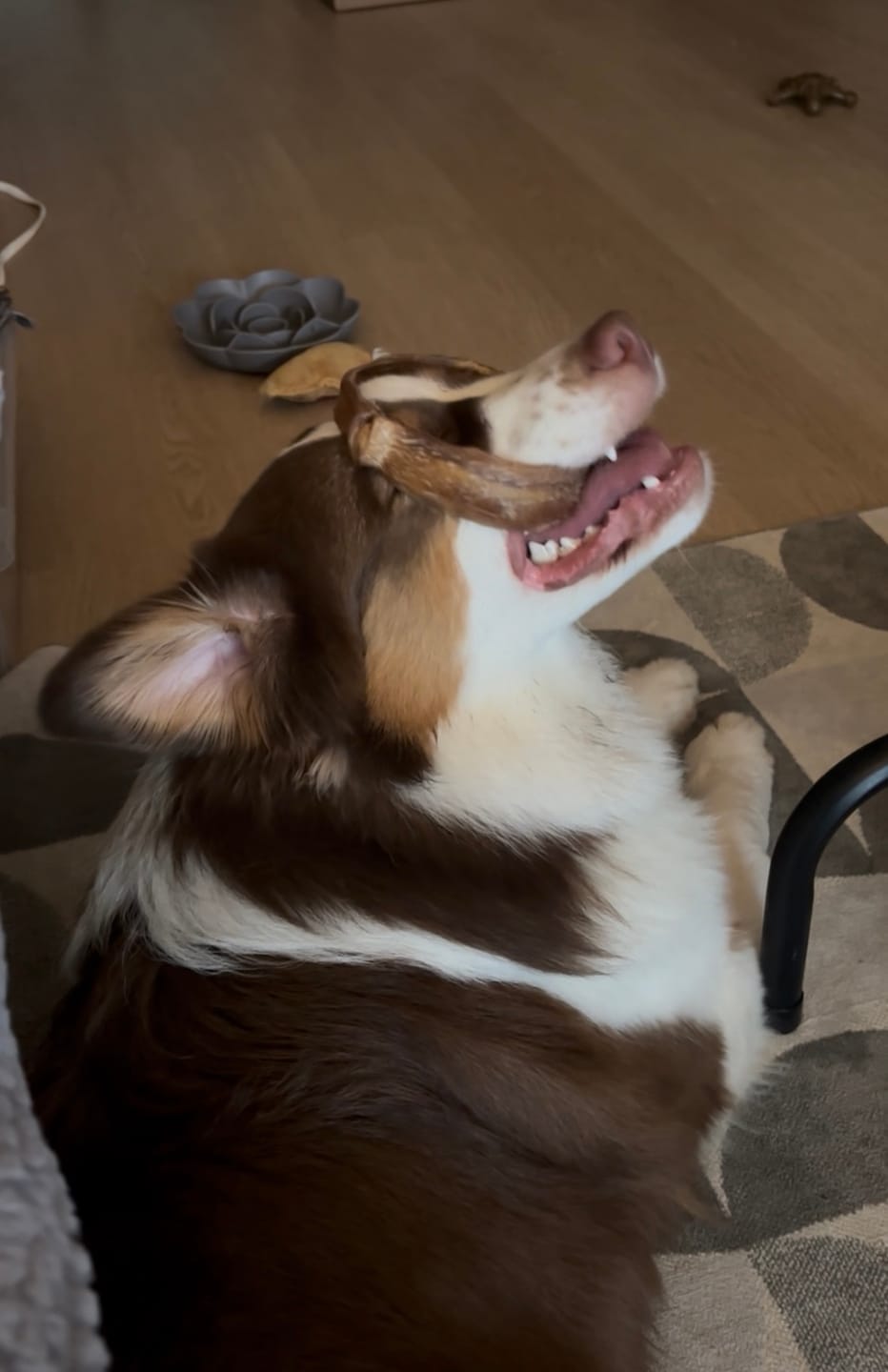 Customer photo review of Large Bully Stick Ring