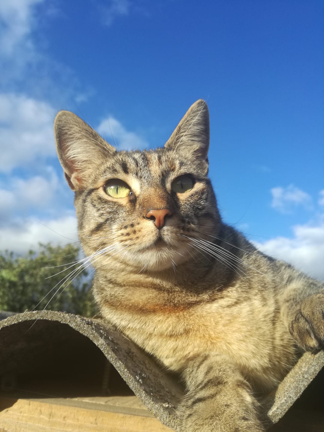 Customer photo review of Calibra Cat Renal Veterinary Diets