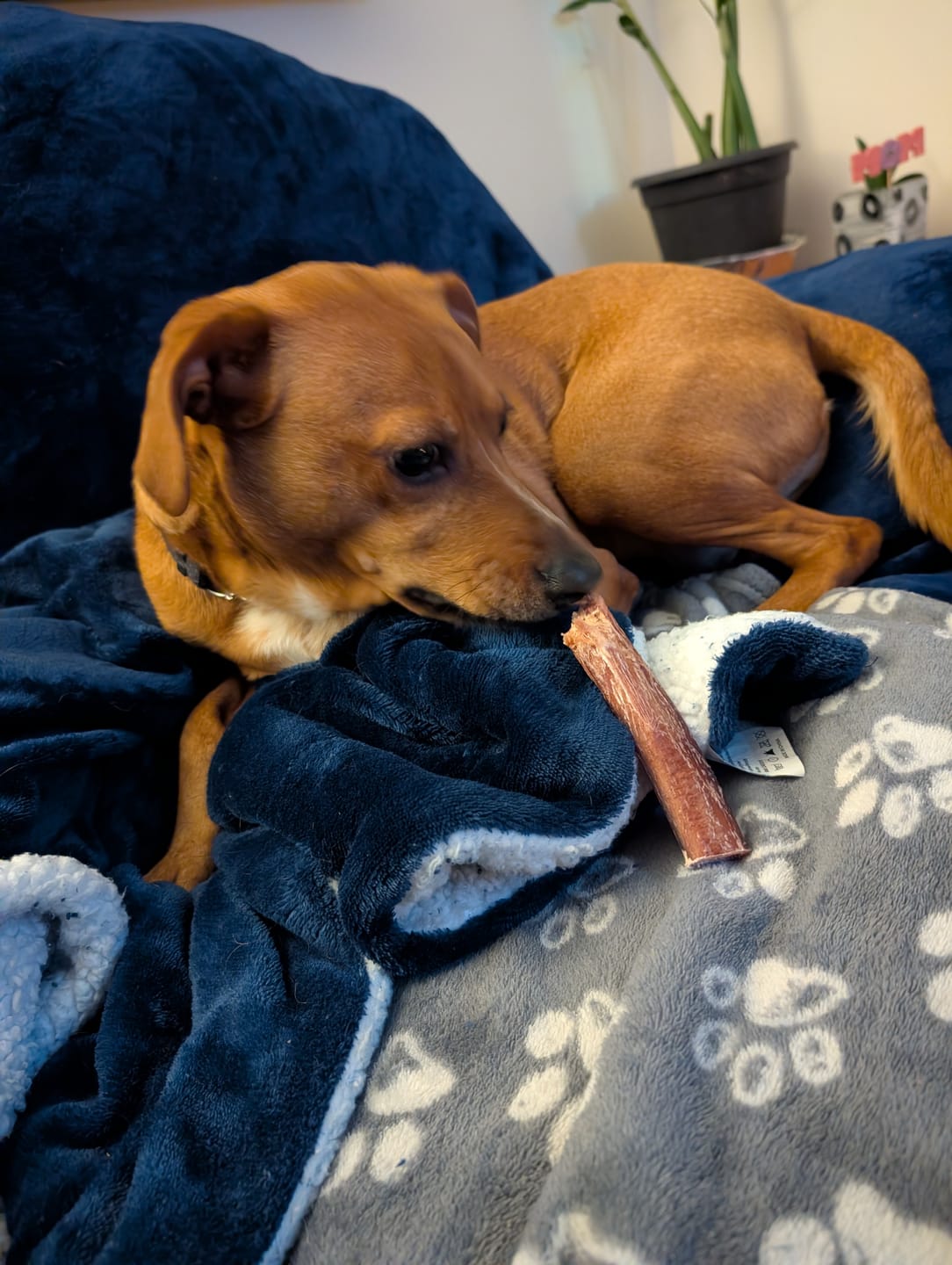 Customer photo review of 6 Inch Jumbo Braided Bully Stick
