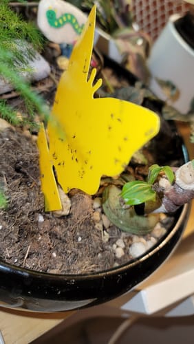 Close-up of a customer's yellow sticky trap covered in fungus gnats before using the Houseplant Pest Spray.