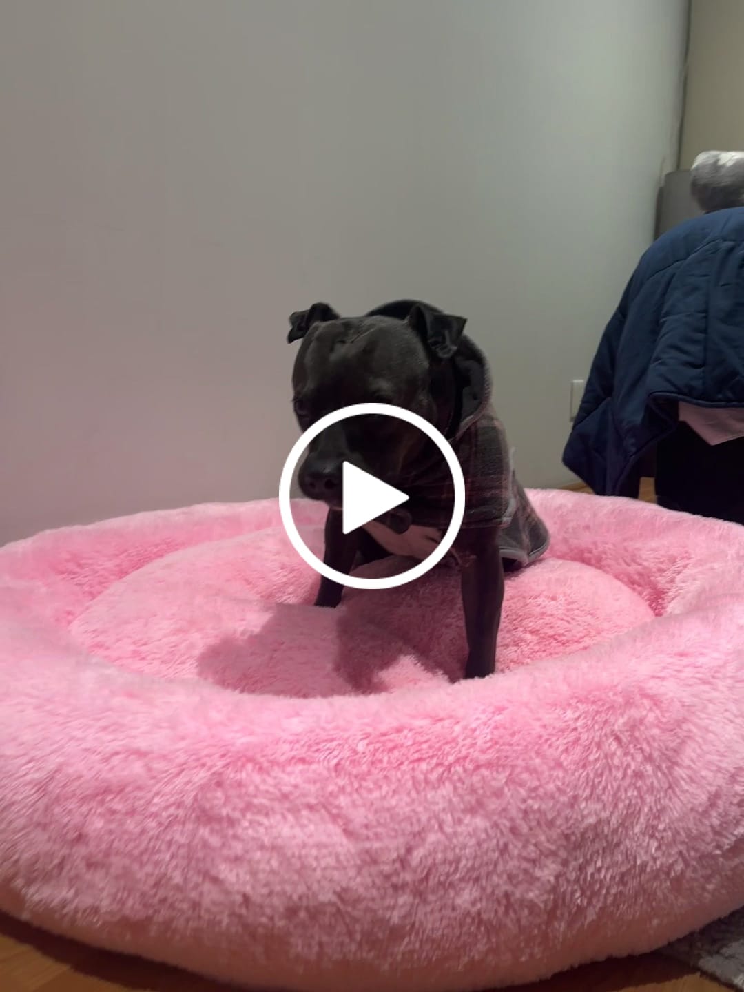Customer video review of Funda Original para Cama Antiestrés para Perros