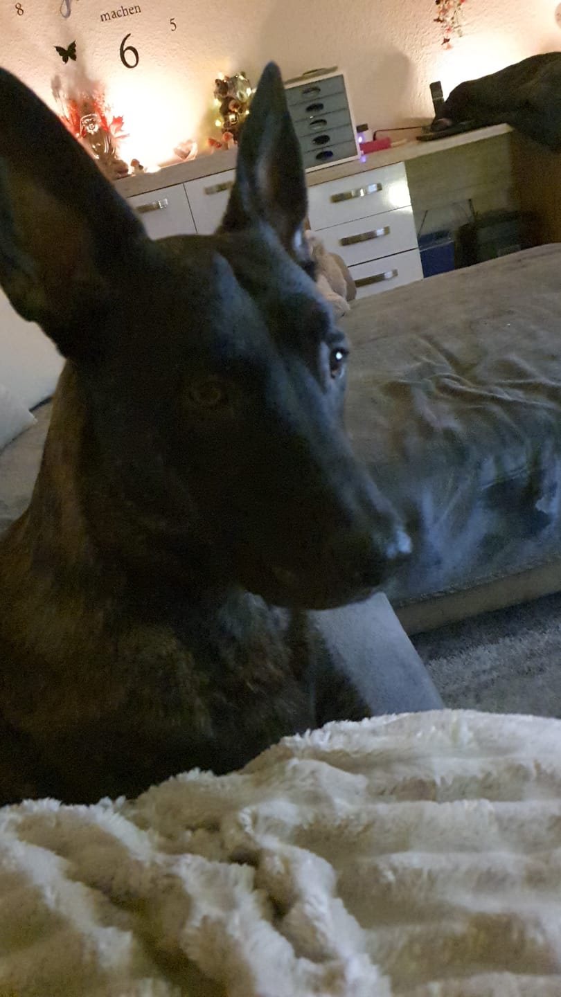 Customer photo review of Allergietest Basic Hund
