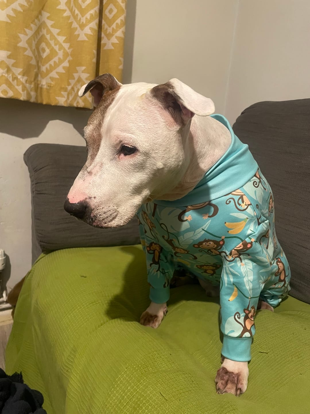 Customer photo review of Dog Pajama - Monkey Business