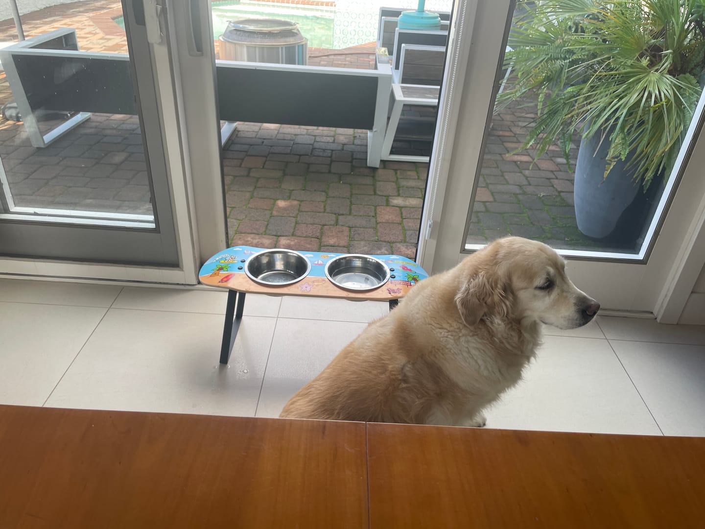 Customer photo review of Surf City Skateboard Dog Bowl (XL Tall)
