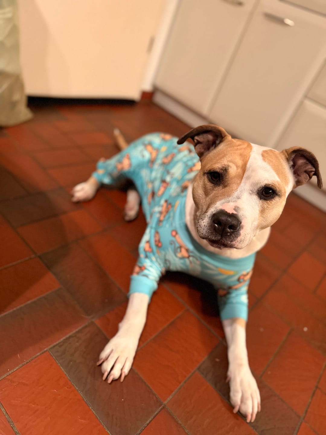 Customer photo review of Dog Pajama - Monkey Business