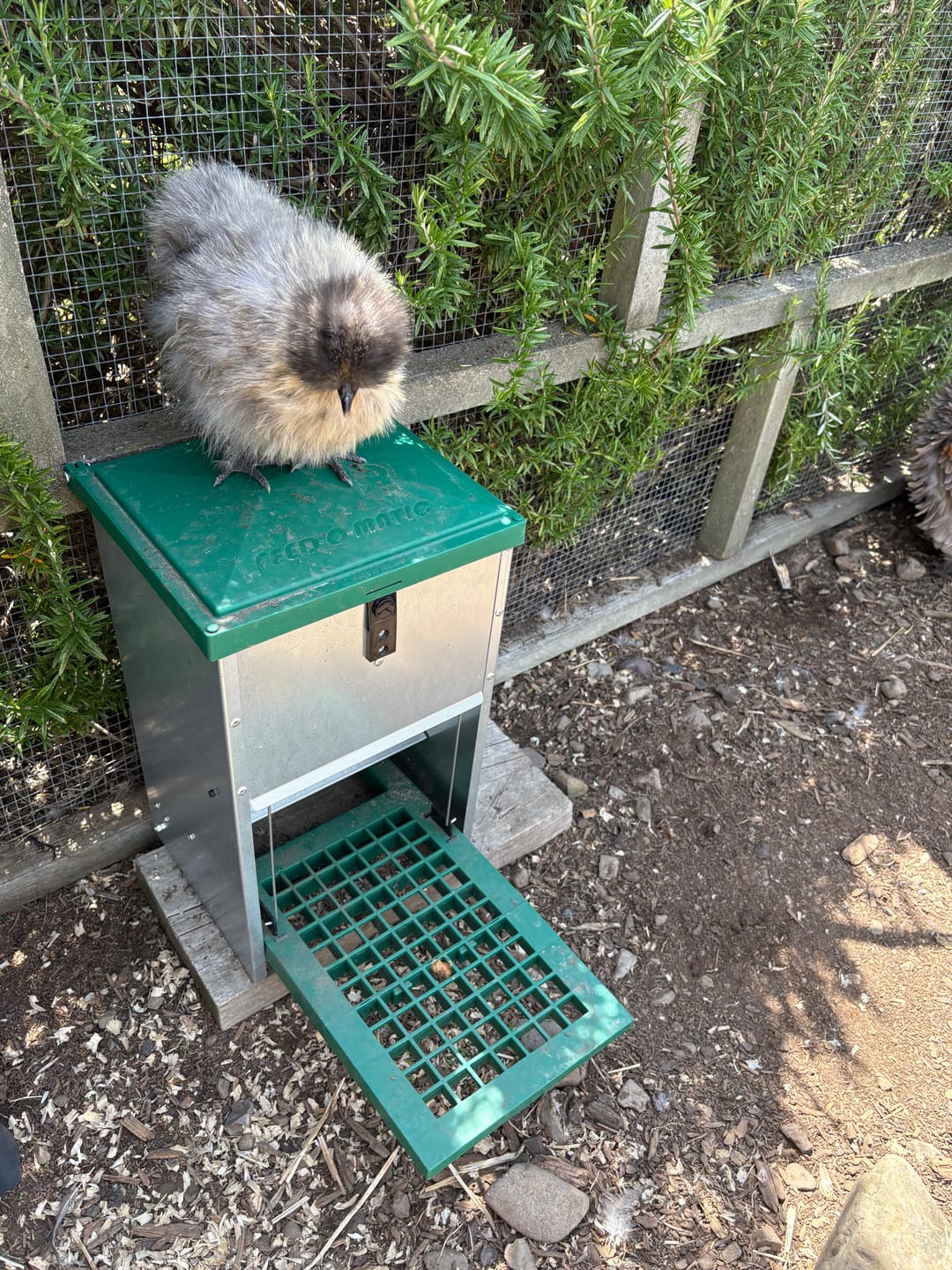Customer photo review of Feed-o-Matic Automatic Chicken Feeder 8kg