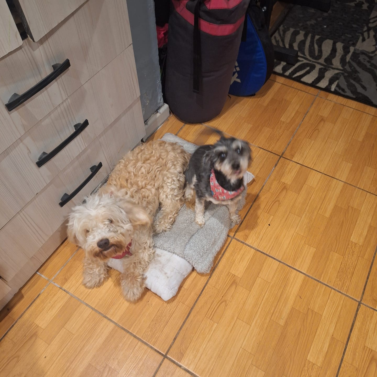 Customer photo review of Brit Care Adult Small Breed Lamb & Rice