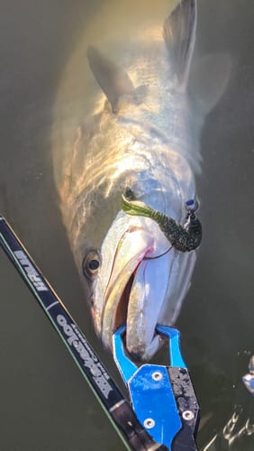 Customer holding a large caught fish with a gripper next to their Waterloo HP Slam rod.