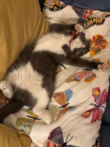 Customer photo review of 1 Month Supply – 2 Cat