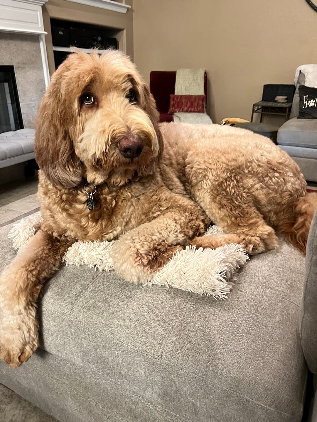 Customer photo review of Stick a Day Dogs | Beef Flavor | Specially Formulated 7-in-1 Functions Daily Real Meat Snacks for Dogs | Healthy Tasty Treat & Pet Vitamins & Supplements Combination (Pack of 28 Sticks)