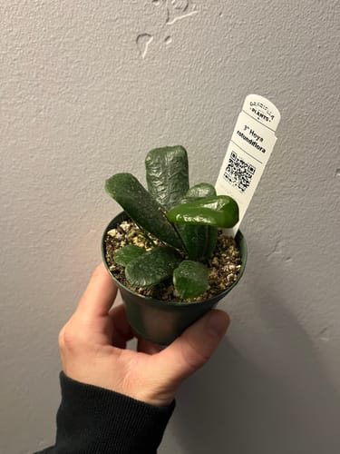 Customer's hand holding a small, healthy Hoya rotundiflora plant in a nursery pot.