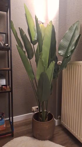 Customer photo review of Strelitzia Kunstplant 180cm