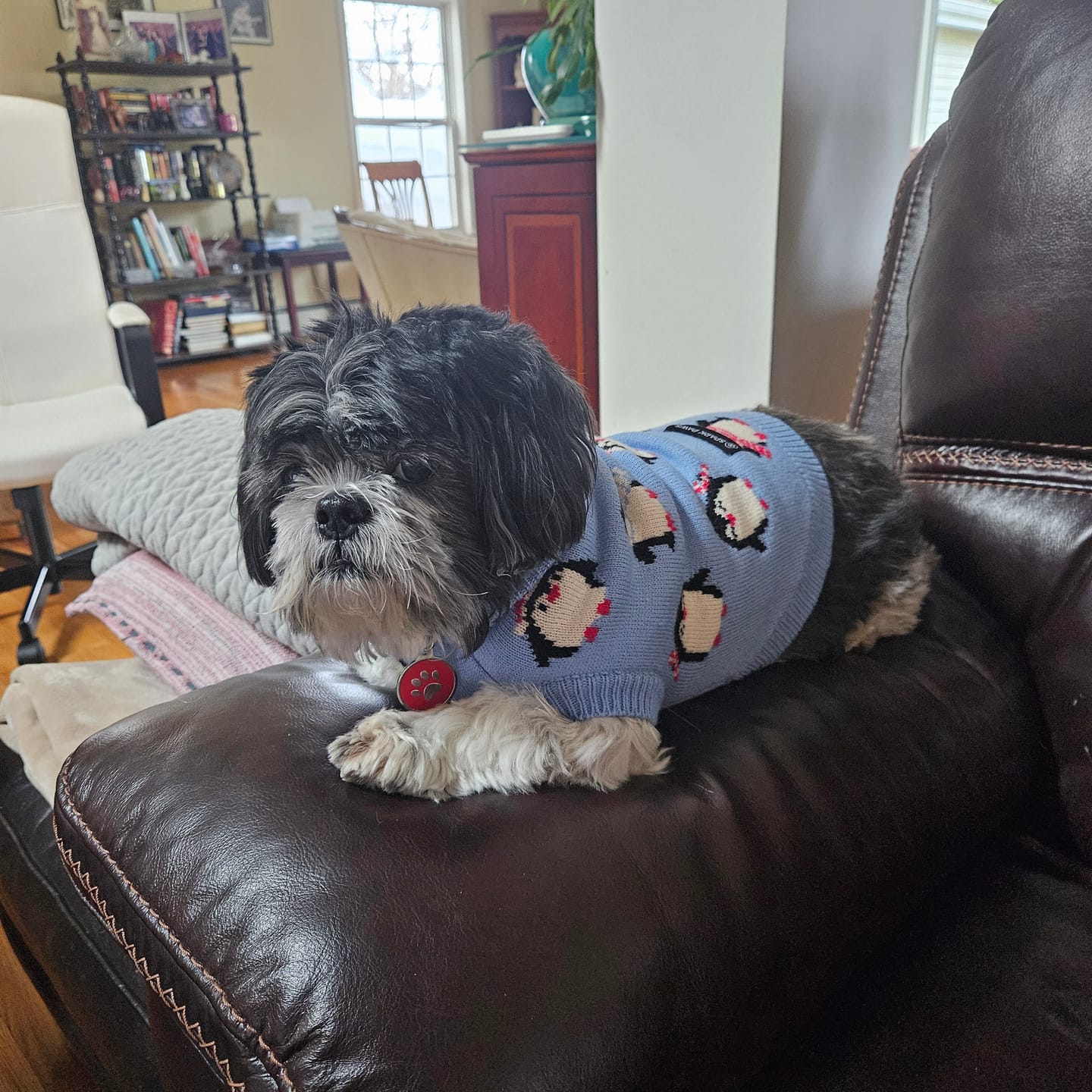 Customer photo review of Dog Sweater - Penguins