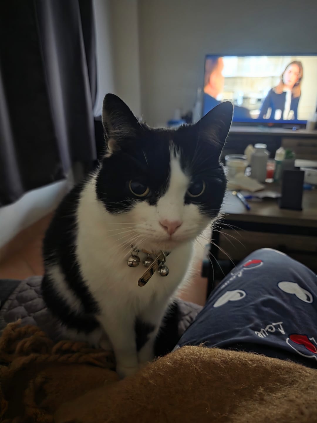 Customer photo review of Pâtées riches en saumon & aux courgettes (Chat stérilisé et Chat adulte)