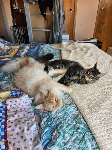 Customer photo review of Fit Litter