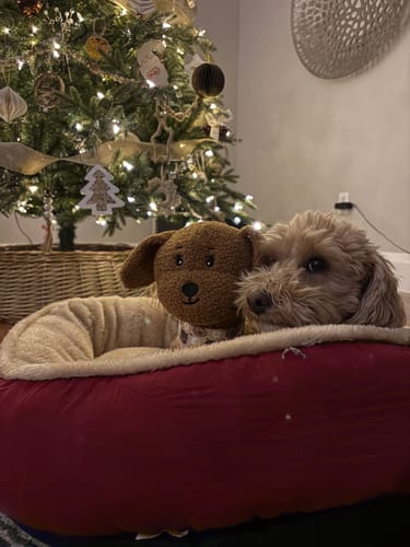 Customer photo review of Toy Lilo Plushie