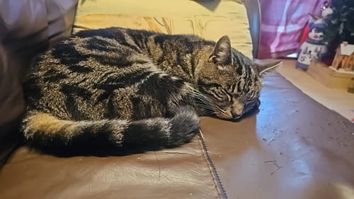 Customer photo review of 1 Month Supply – 1 Cat