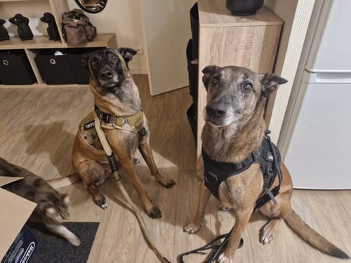 Customer photo review of Harnais tactique chien K9 - TactiK9 Pro : polyvalent et durable