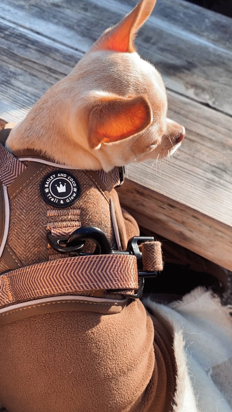 Customer photo review of Trail & Glow Tweed Dog Harness - Oxford Tweed