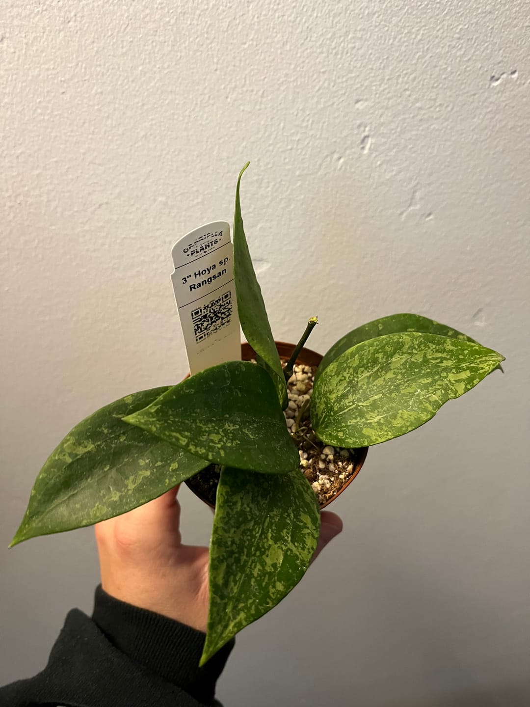 Customer photo review of Hoya sp. Rangsan