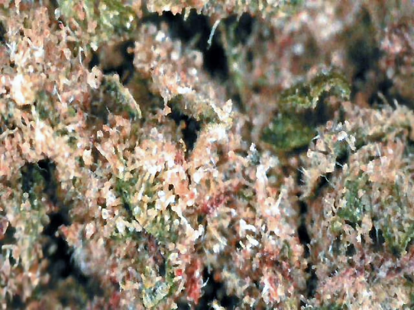 Customer photo review of Candy Kush - Outdoor