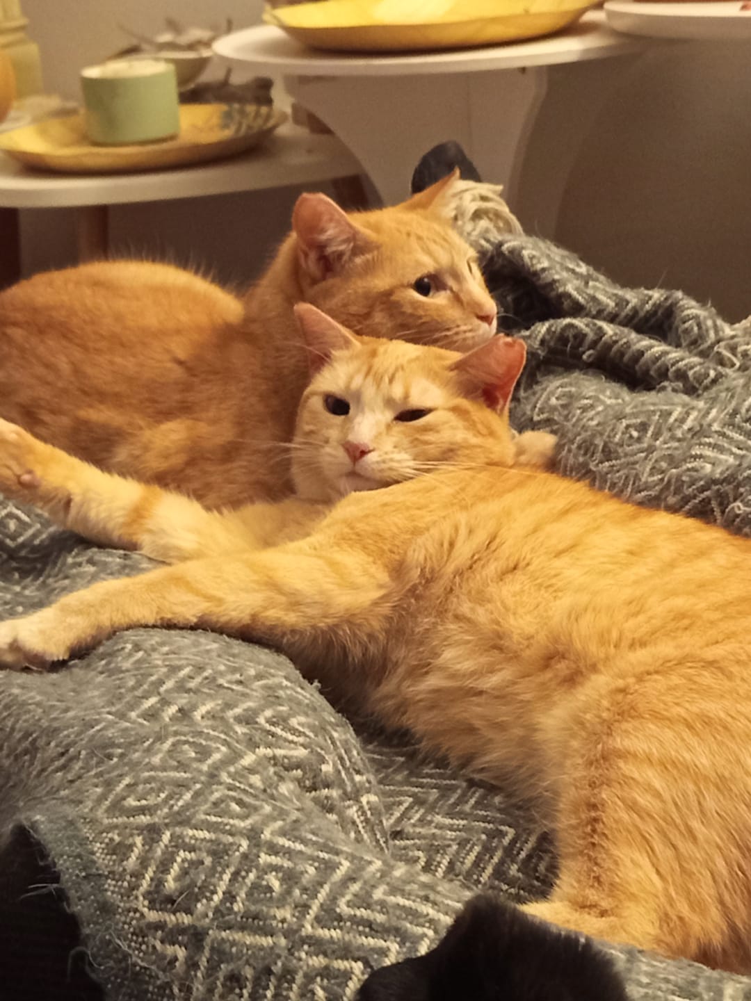 Customer photo review of Grain Free Cat Adult