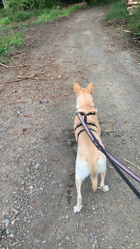 Kundenbewertung: Ein Hund geht dank Relax Time entspannt mit Geschirr und Leine auf einem Waldweg.