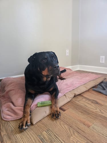 Customer's Rottweiler lying on a dog bed with a green Mint Yak Chew between its paws.