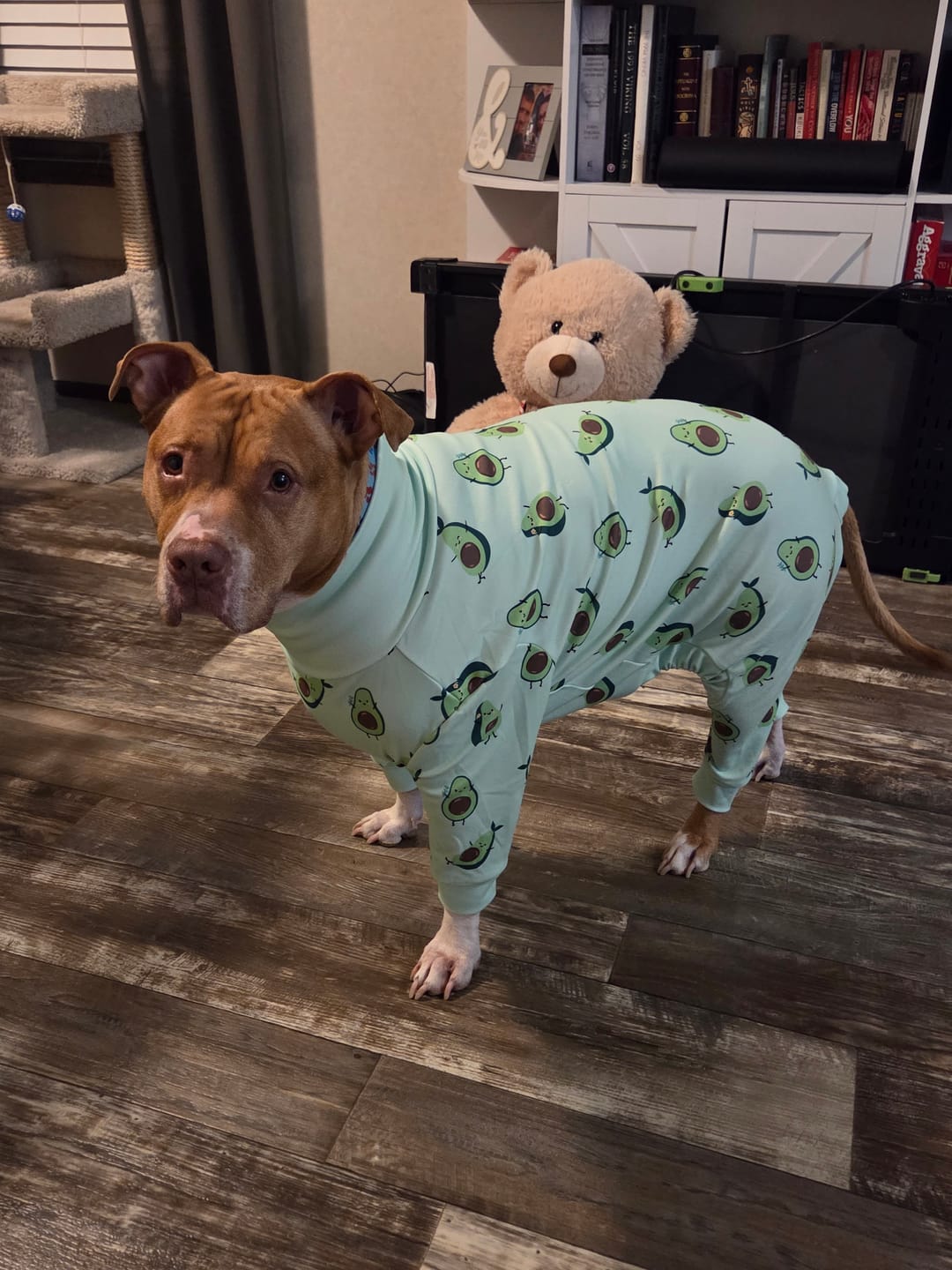 Customer photo review of Dog Pajama - Avocado