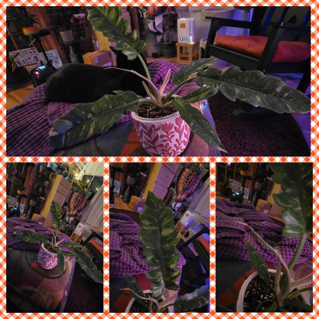 Customer photo review of Philodendron ‘Ring of Fire’