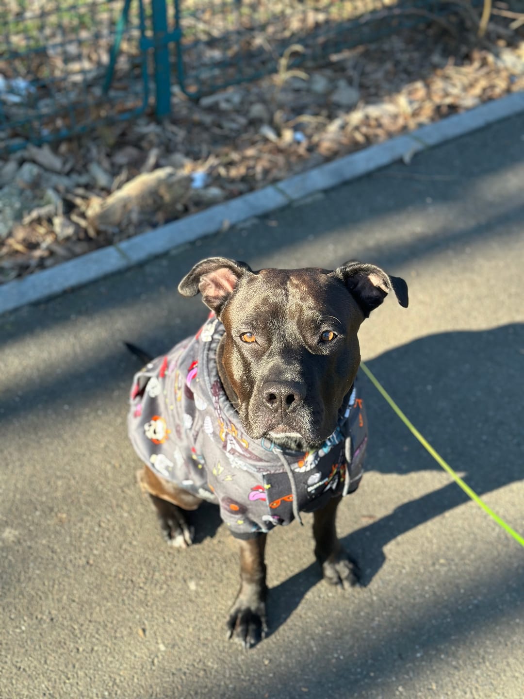 Customer photo review of Dog Hoodie Prints