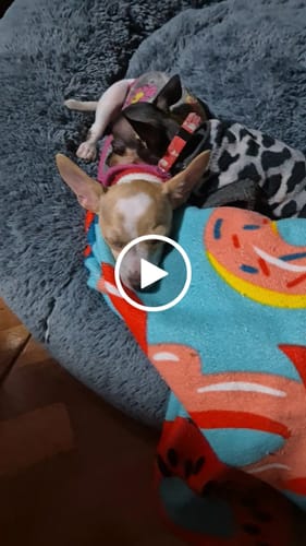 Customer video review of Cama Antiestrés para Perros