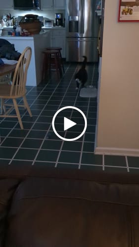 Customer video review of SPEEDY TAIL 2.0